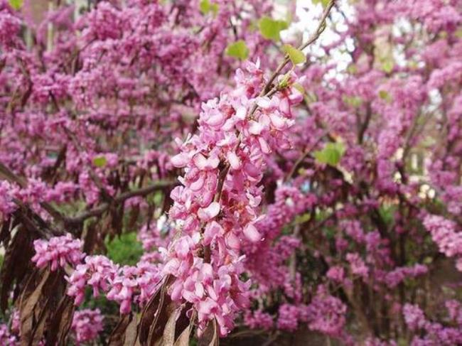 姜堰市的市花是什么