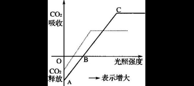 光补偿点用什么表示