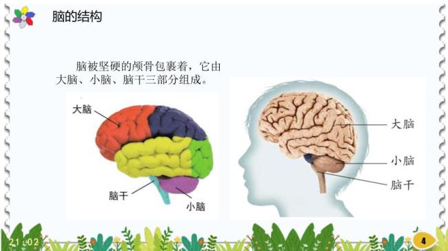 人脑的特征