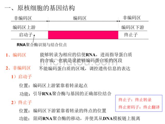 原核生物基因表达的主要模式