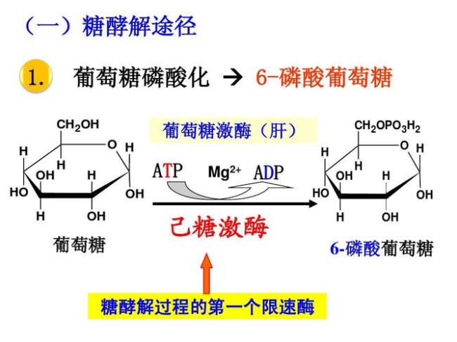 bpg是糖酵解途径吗