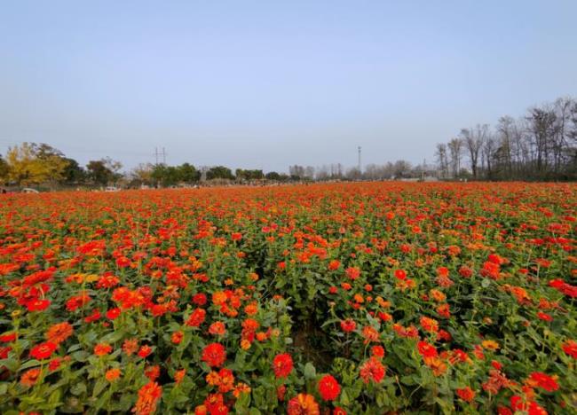 芜湖市六郎花海十月份有花吗