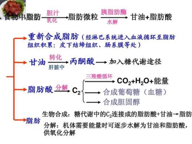 丙酮酸积累的条件