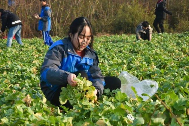 中学生学农教育实践活动的意义