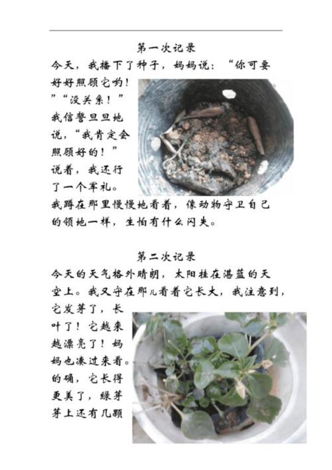 植物的生长过程20字