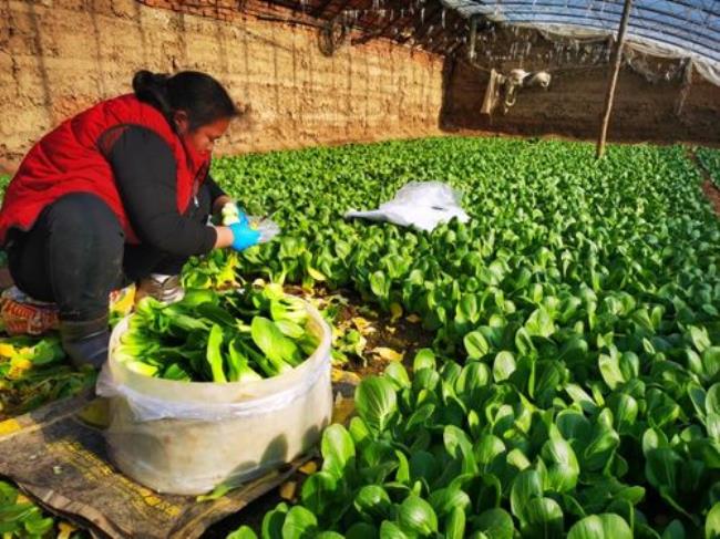 冬季菜农为什么要往地面洒水