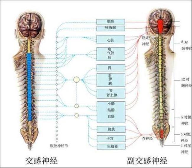 副交感神经的作用是什么