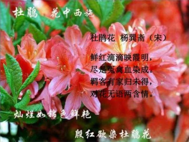 第一个字是花的诗句要5个字的