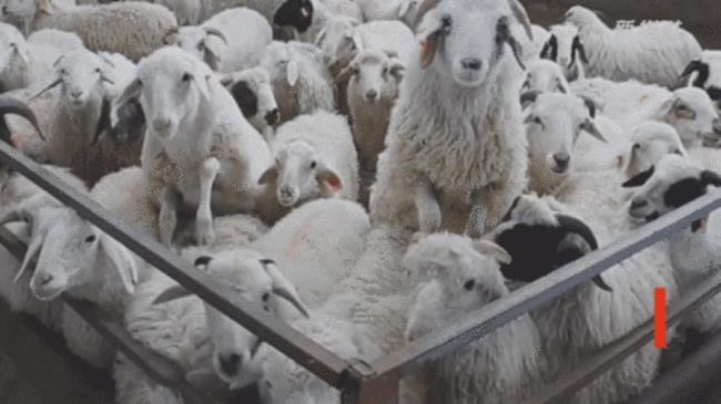 宁夏滩羊产业前景