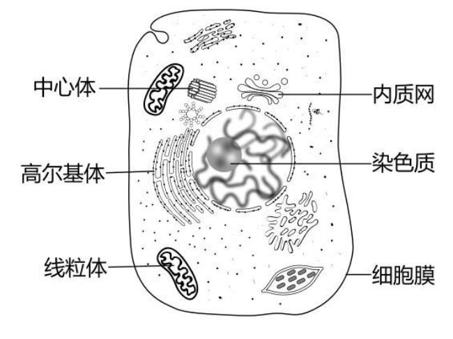 动物体内的内质网有什么用