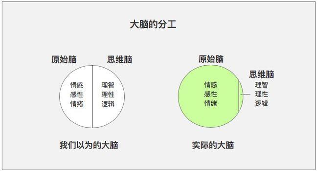 人脑组织结构及思维运行机制