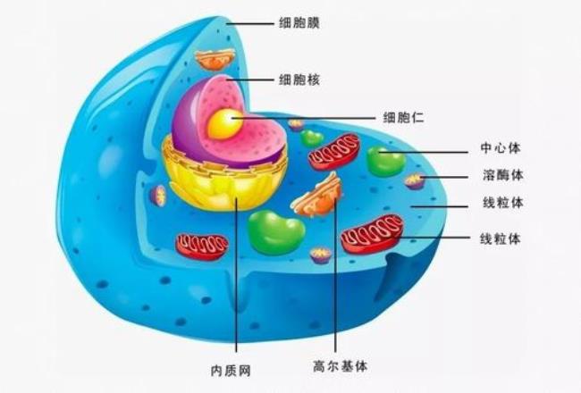 细胞核动力是国药集团生产的吗