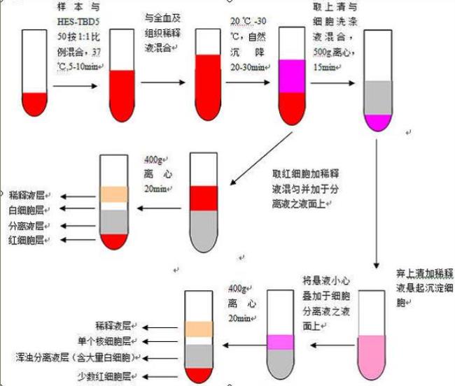 percoll分离细胞的原理是什么