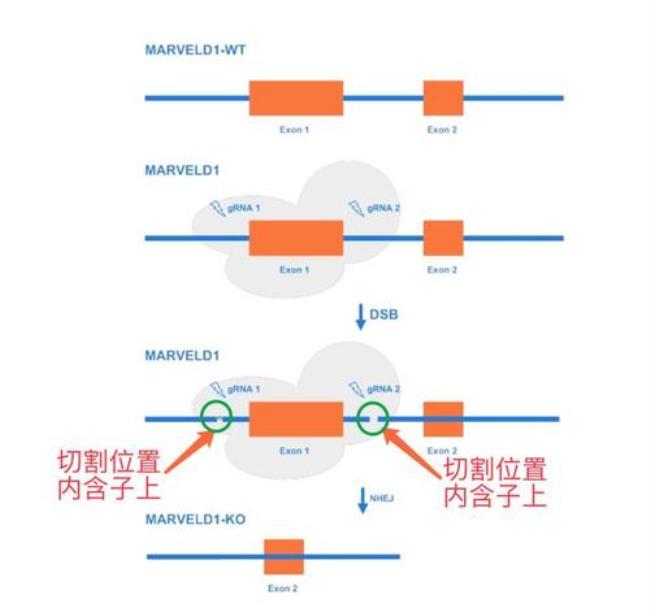 grna设计原理