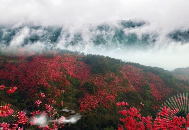 黄陂 泡桐 景点