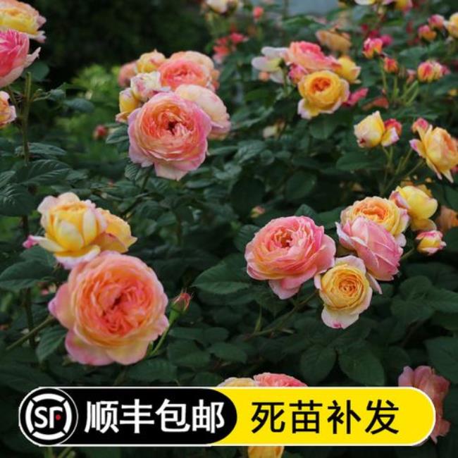 詹森月季花的优缺点