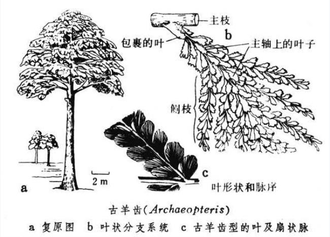 下列属于裸子植物得是