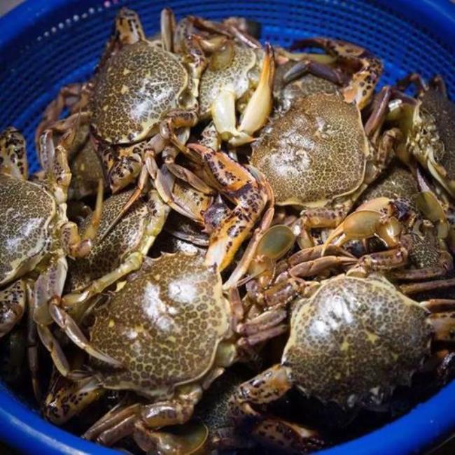 潍坊滨海钓螃蟹地点时间