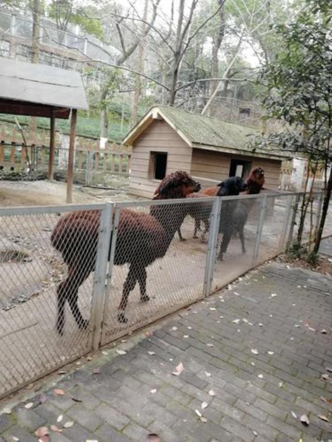 重庆杨家坪动物园为什么关门