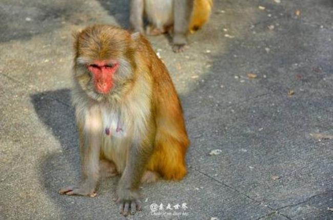 天地造人猜什么生肖