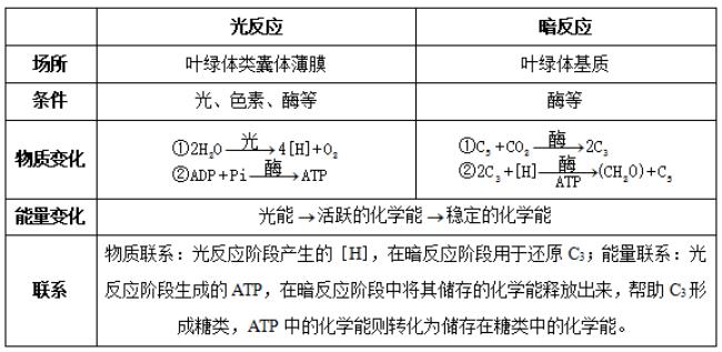 光合作用分步阶段反应方程式