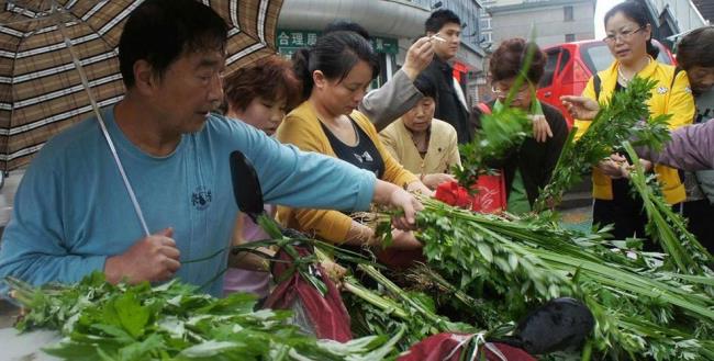 为什么说艾草在端午节最好