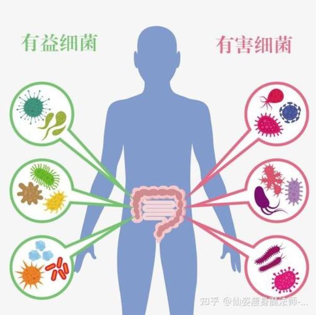 人类肠腔中八大菌群是