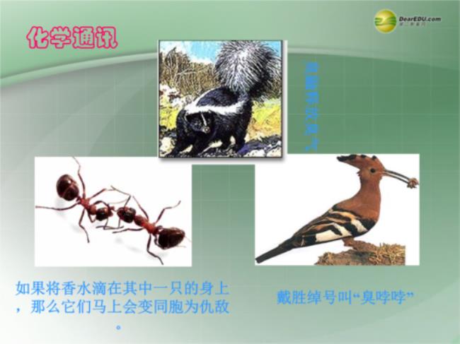 任何生物都可以进行信息交流吗