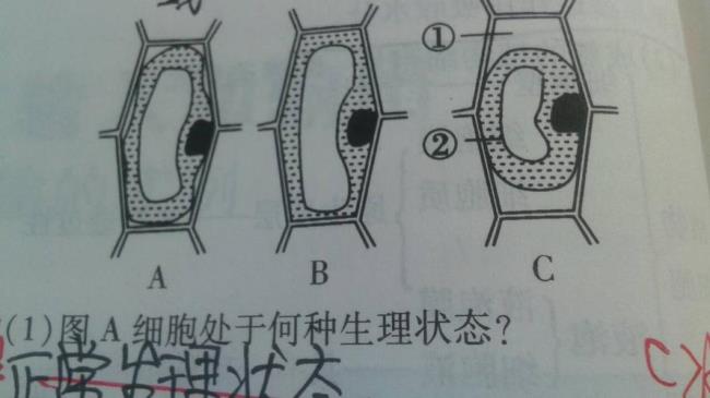 植物根部细胞是不是都没有液泡