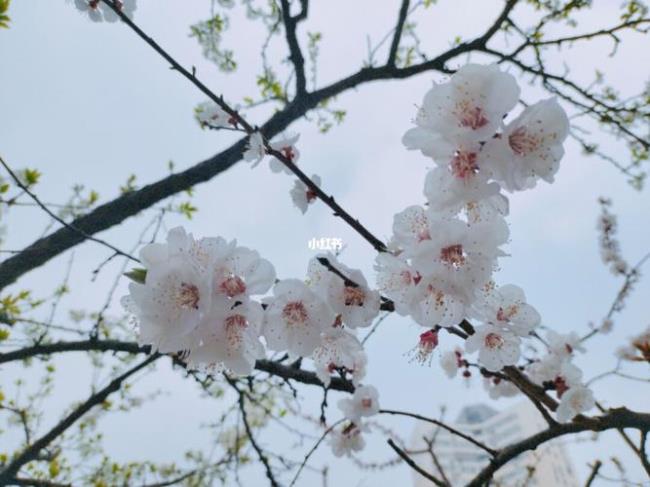 仿写走进春天