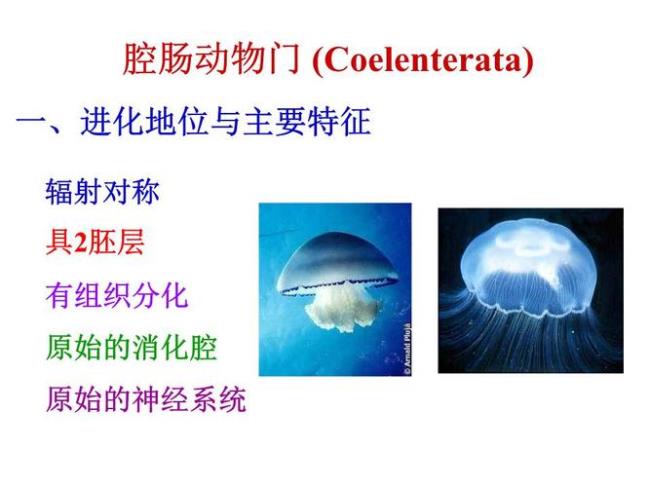 陆地上有什么肠腔动物