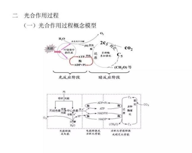 光合作用过程中能量转移途径