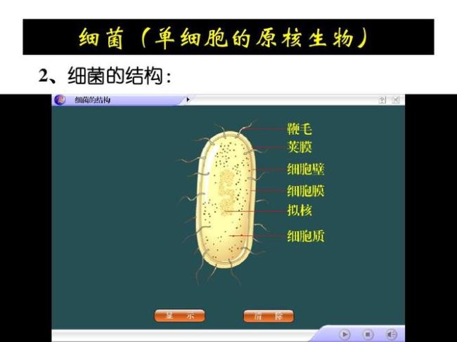 原核细胞没有什么结构