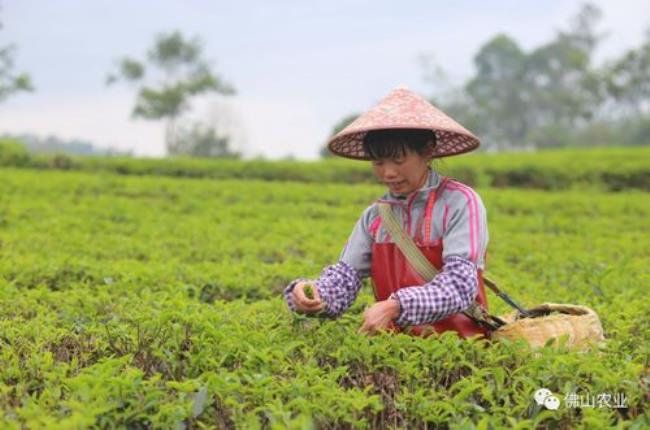 什么时节采摘茶叶最好