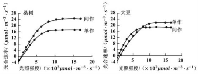 光饱和点什么时间段最大