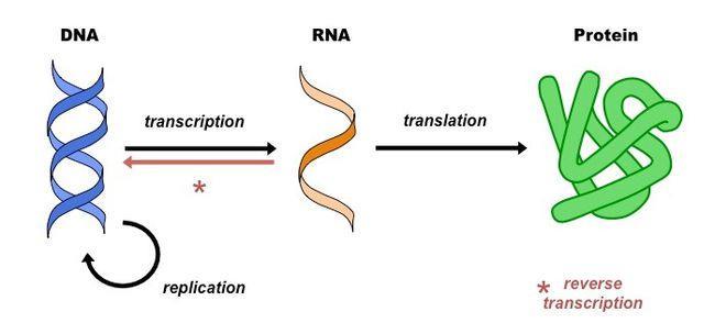 DNA和RNA都有什么作用