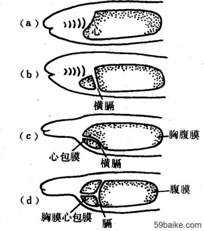 体腔的类型特点和形成方式