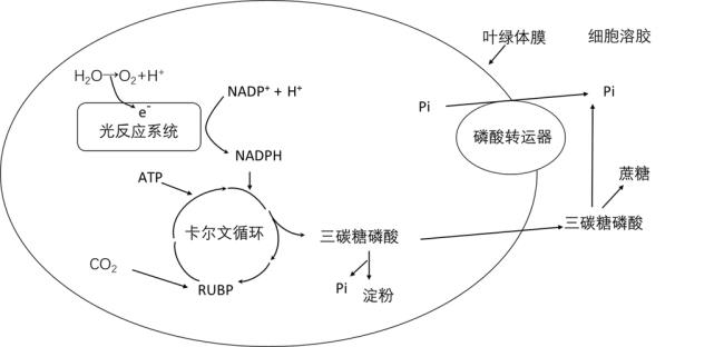 光合作用和开花途径