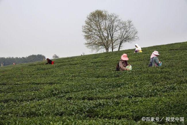 贵州有那些农场