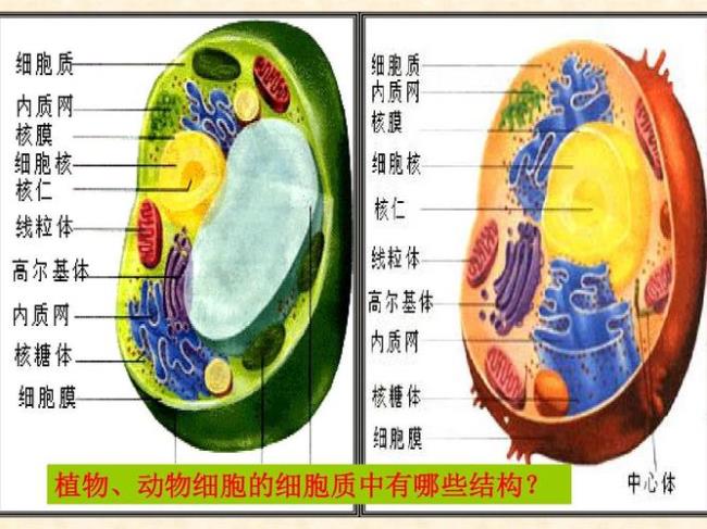 原核细胞的细胞质中有什么结构