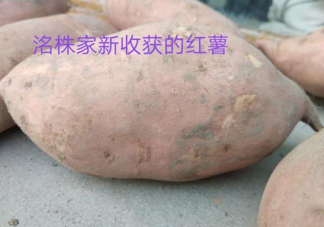 储存红薯是用干土还是湿土