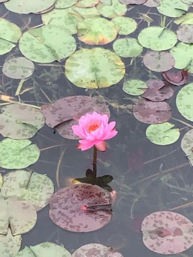 祥和人生是什么意思