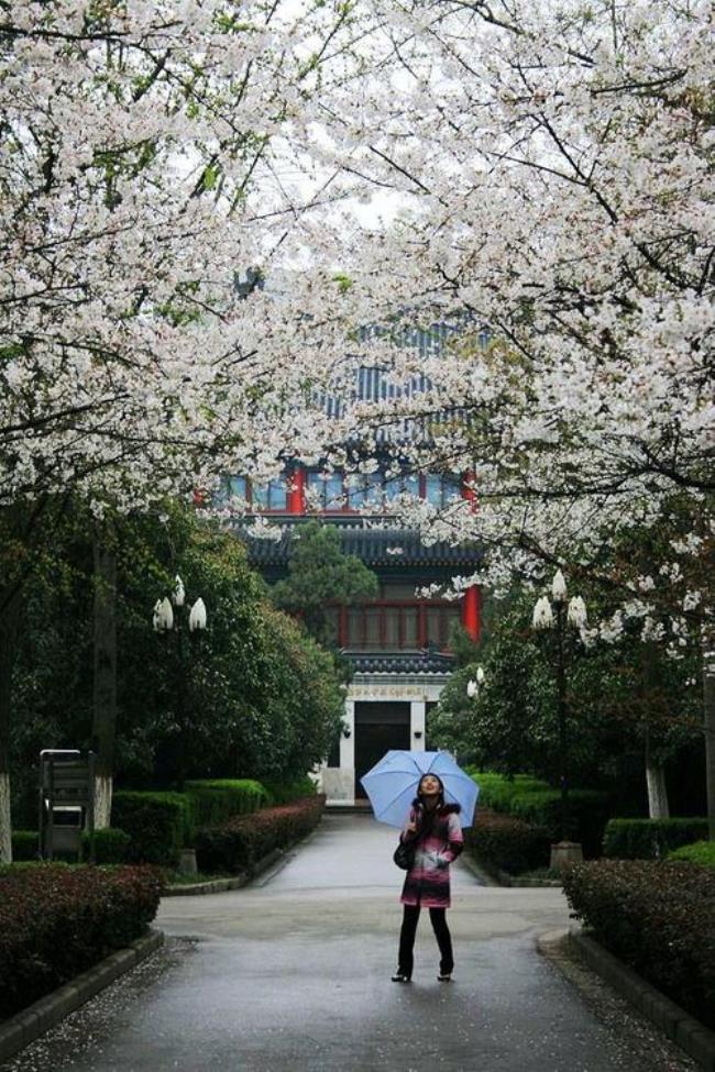 南京大学樱花来历