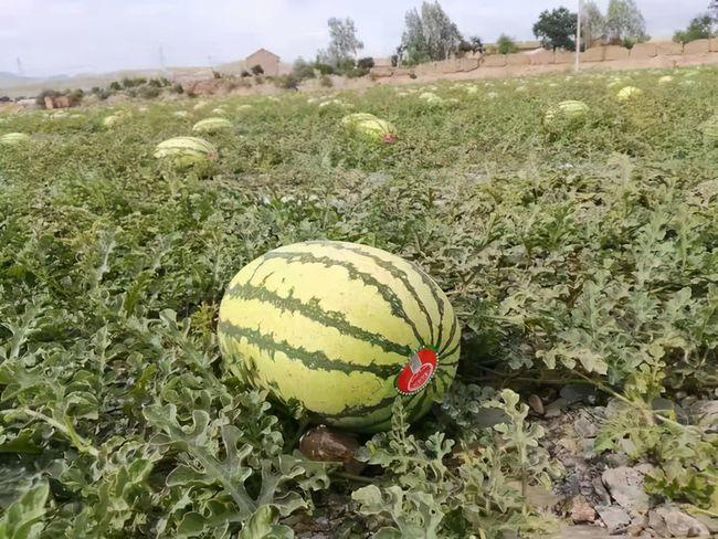 一什么西瓜地填空