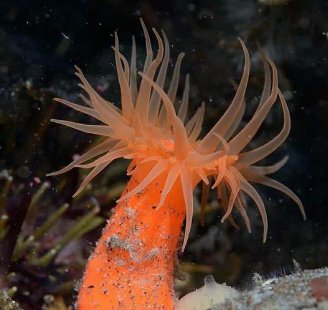 海洋生物的腔肠动物