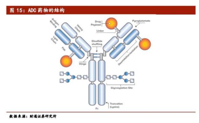 偶联是什么意思