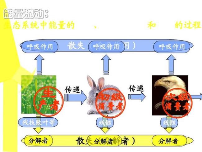 能量流动的途径是什么