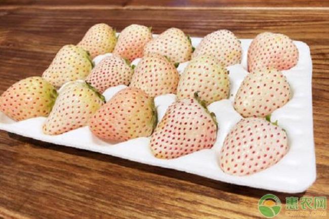 粉佳人草莓品种介绍