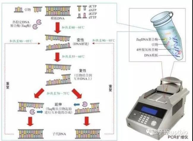 pcr荧光探针法怎么取样