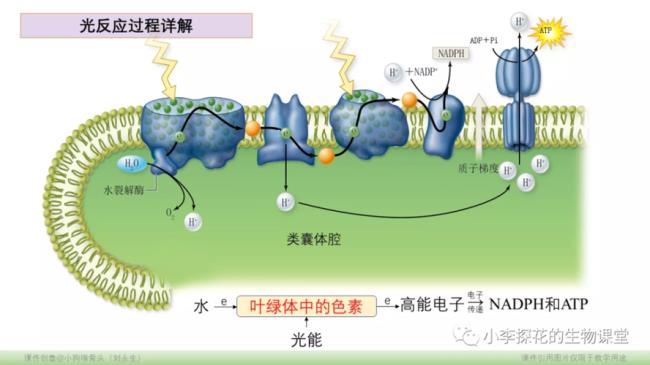 光合作用暗反应怎样产生水